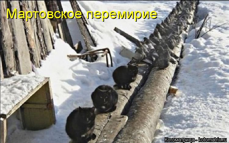 Мартовское перемирие... Котоматрица: Мартовское перемирие