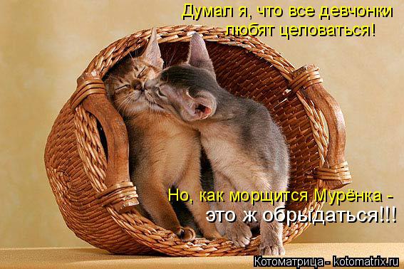 Думал я, что все девчонки любят целоваться! Но это ж обрыдаться!!! Но, как морщится Мурёнка -... Котоматрица: Думал я, что все девчонки любят целоваться! Но это ж обрыдаться!!! Но, как морщится Мурёнка -