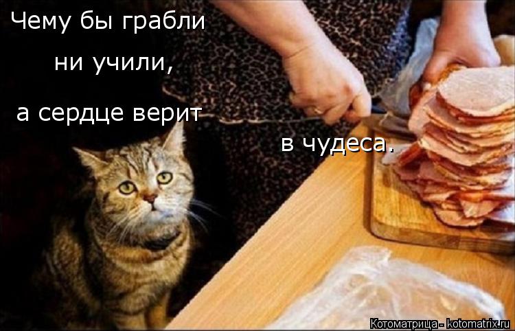 Чему бы грабли ни учили, а сердце верит в чудеса.... Котоматрица: Чему бы грабли ни учили, а сердце верит в чудеса.
