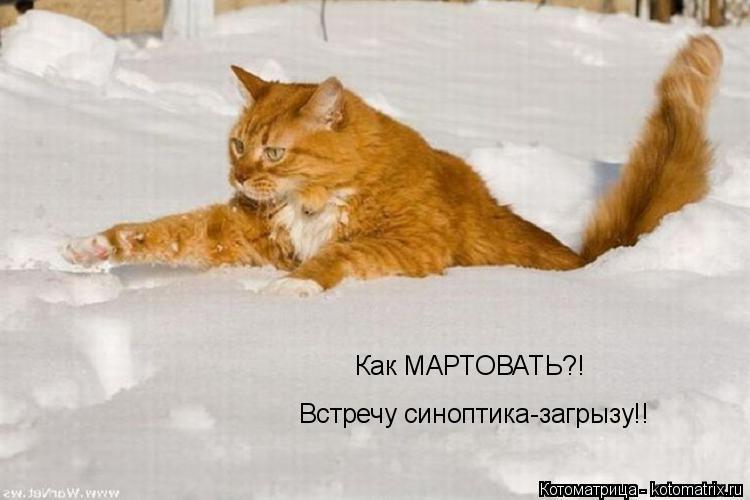 Как МАРТОВАТЬ?! Встречу синоптика-загрызу!!... Котоматрица: Как МАРТОВАТЬ?! Встречу синоптика-загрызу!!