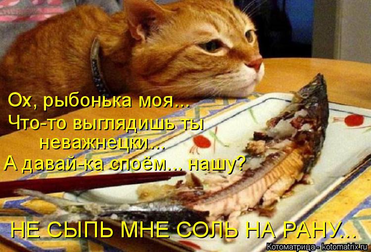 Ох, рыбонька моя... Что-то выглядишь ты неважнецки... А давай-ка споём... нашу? НЕ СЫПЬ МНЕ СОЛЬ НА ... Котоматрица: Ох, рыбонька моя... Что-то выглядишь ты неважнецки... А давай-ка споём... нашу? НЕ СЫПЬ МНЕ СОЛЬ НА РАНУ...