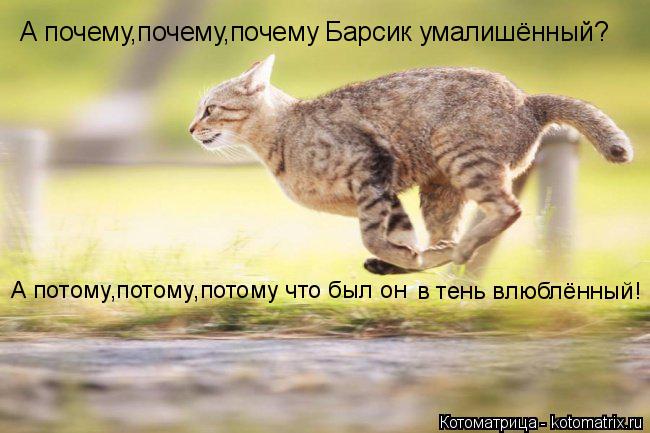 А почему,почему,почему Барсик умалишённый? А потому,потому,потому что был он в тень влюблённый!... Котоматрица: А почему,почему,почему Барсик умалишённый? А потому,потому,потому что был он в тень влюблённый!