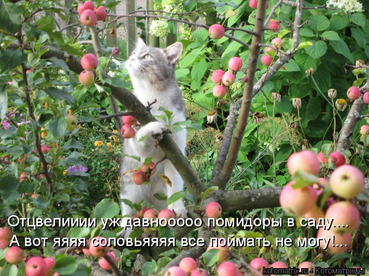 Отцвелииии уж давнооооо помидоры в саду.... А вот яяяя соловьяяяя все поймать не могу!...... Котоматрица: Отцвелииии уж давнооооо помидоры в саду.... А вот яяяя соловьяяяя все поймать не могу!...
