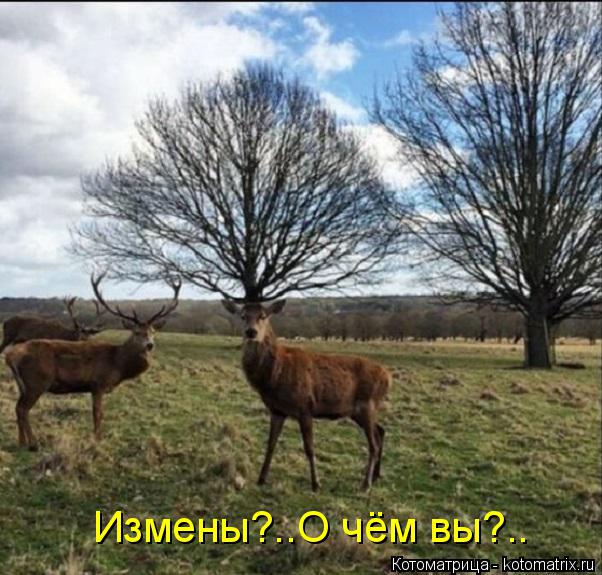 Измены?..О чём вы?..... Котоматрица: Измены?..О чём вы?..