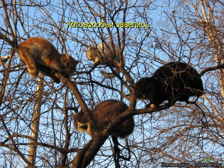 Котоворобьи завелись.... Котоматрица: Котоворобьи завелись.
