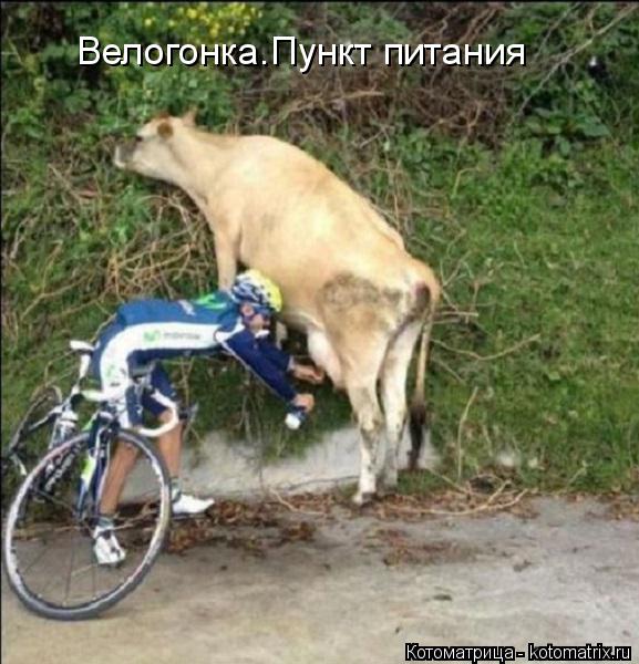 Велогонка.Пункт питания... Котоматрица: Велогонка.Пункт питания
