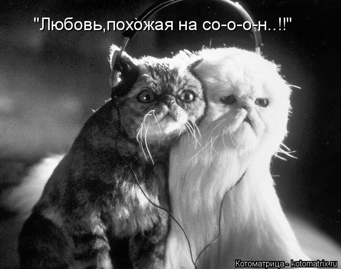 "Любовь,похожая на со-о-о-н..!!"... Котоматрица: "Любовь,похожая на со-о-о-н..!!"