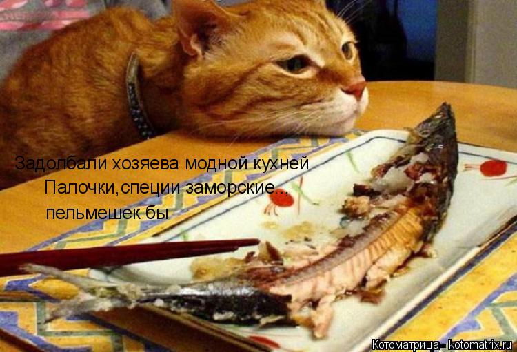 Задолбали хозяева модной кухней Палочки,специи заморские.., пельмешек бы... Котоматрица: Задолбали хозяева модной кухней Палочки,специи заморские.., пельмешек бы