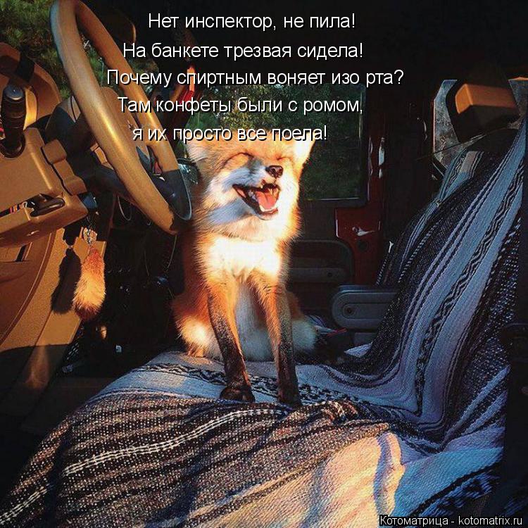 Нет инспектор, не пила! На банкете трезвая сидела! Почему спиртным воняет изо рта? я их просто все по... Котоматрица: Нет инспектор, не пила! На банкете трезвая сидела! Почему спиртным воняет изо рта? я их просто все поела! Там конфеты были с ромом,