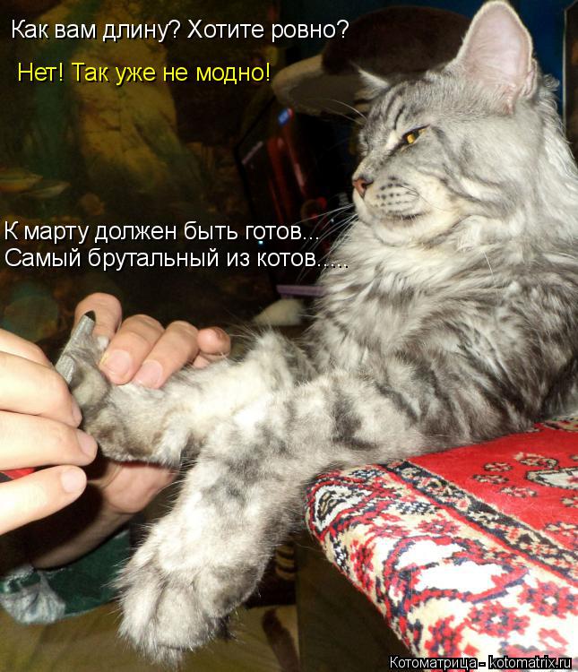 Как вам длину? Хотите ровно? Нет! Так уже не модно! Самый брутальный из котов..... К марту должен быт... Котоматрица: Как вам длину? Хотите ровно? Нет! Так уже не модно! Самый брутальный из котов..... К марту должен быть готов...