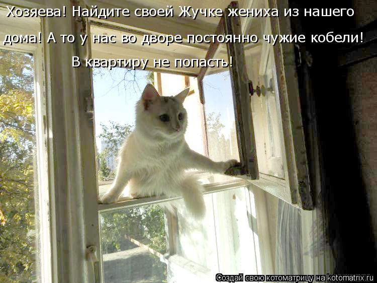 Хозяева! Найдите своей Жучке жениха из нашего В квартиру не попасть! дома! А то у нас во дворе посто... Котоматрица: Хозяева! Найдите своей Жучке жениха из нашего В квартиру не попасть! дома! А то у нас во дворе постоянно чужие кобели!