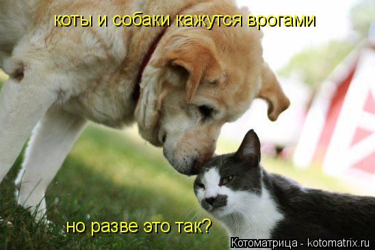 коты и собаки кажутся врогами но разве это так?... Котоматрица: коты и собаки кажутся врогами но разве это так?