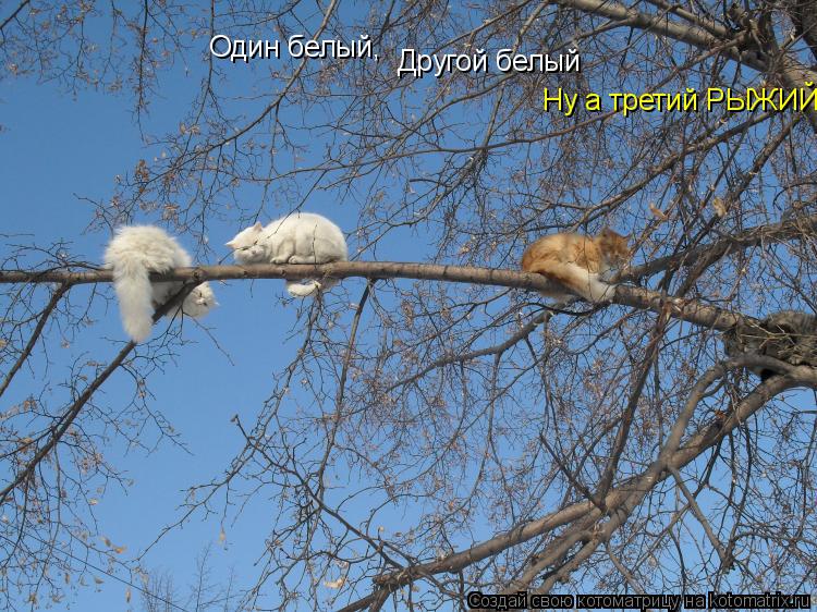 Один белый, Другой белый Ну а третий РЫЖИЙ!... Котоматрица: Один белый, Другой белый Ну а третий РЫЖИЙ!