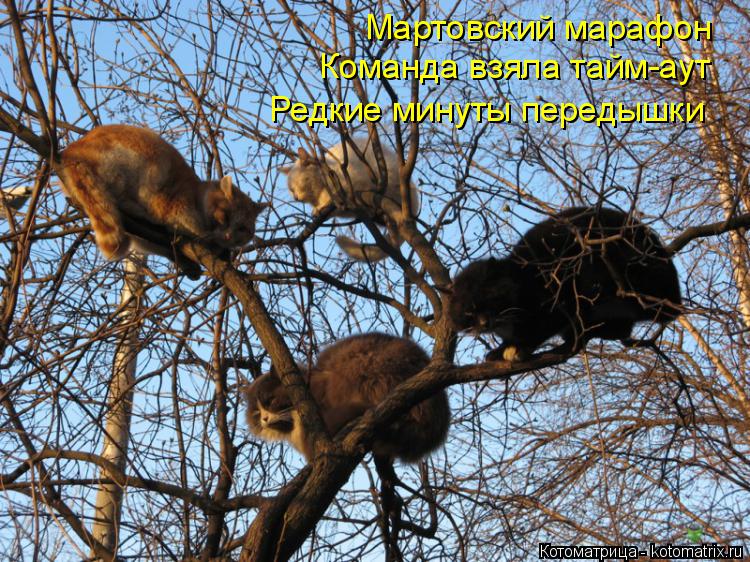 Мартовский марафон Команда взяла тайм-аут Редкие минуты передышки... Котоматрица: Мартовский марафон Команда взяла тайм-аут Редкие минуты передышки