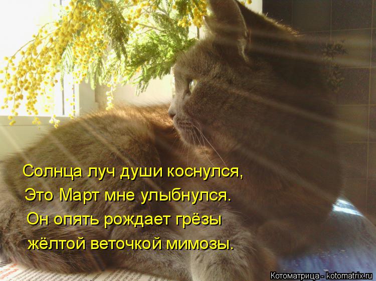Солнца луч души коснулся, Это Март мне улыбнулся. Он опять рождает грёзы жёлтой веточкой мимозы.... Котоматрица: Солнца луч души коснулся, Это Март мне улыбнулся. Он опять рождает грёзы жёлтой веточкой мимозы.