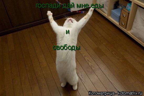 госпади дай мне еды и свободы... Котоматрица: госпади дай мне еды и свободы