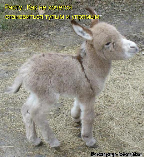 Расту...Как не хочется становиться тупым и упрямым... Котоматрица: Расту...Как не хочется становиться тупым и упрямым