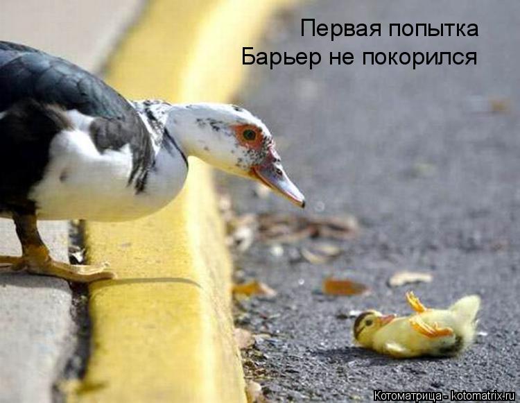 Первая попытка Барьер не покорился... Котоматрица: Первая попытка Барьер не покорился