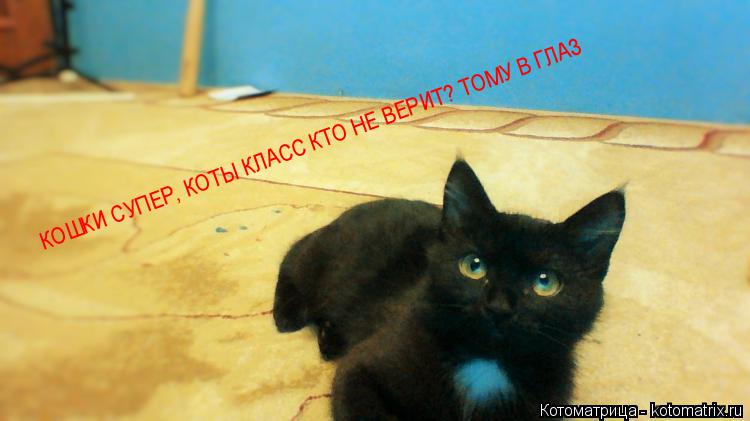 КОШКИ СУПЕР, КОТЫ КЛАСС КТО НЕ ВЕРИТ? ТОМУ В ГЛАЗ... Котоматрица: КОШКИ СУПЕР, КОТЫ КЛАСС КТО НЕ ВЕРИТ? ТОМУ В ГЛАЗ