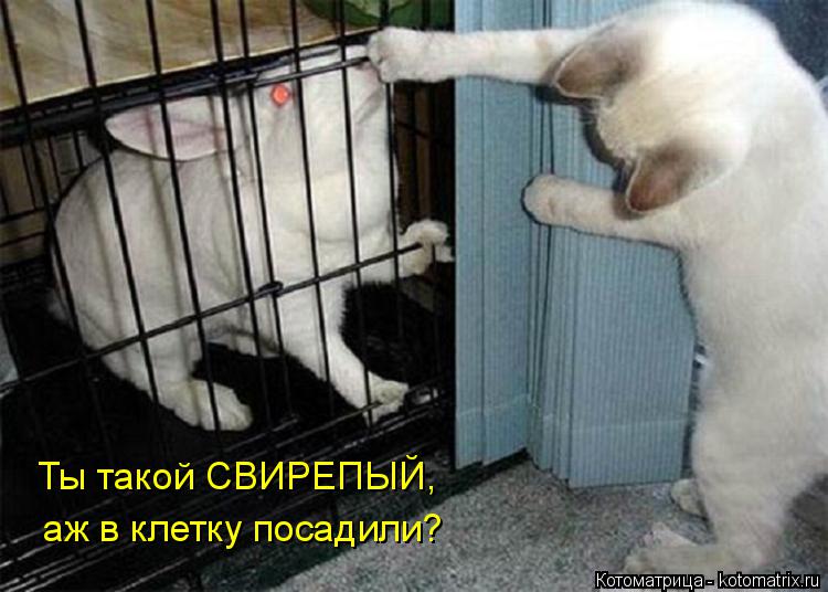 Ты такой СВИРЕПЫЙ, аж в клетку посадили?... Котоматрица: Ты такой СВИРЕПЫЙ, аж в клетку посадили?