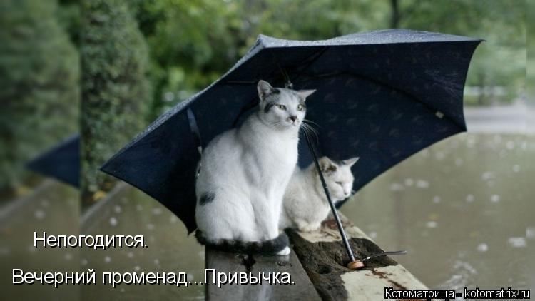 Непогодится. Вечерний променад...Привычка.... Котоматрица: Непогодится. Вечерний променад...Привычка.