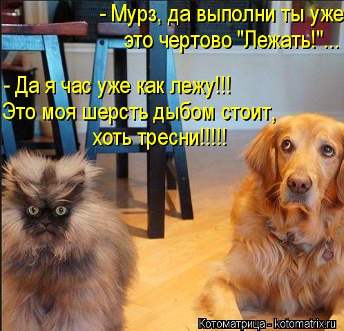 - Мурз, да выполни ты уже это чертово "Лежать!"... Это моя шерсть дыбом стоит, хоть тресни!!!!! - Д... Котоматрица: - Мурз, да выполни ты уже это чертово "Лежать!"... Это моя шерсть дыбом стоит, хоть тресни!!!!! - Да я час уже как лежу!!!
