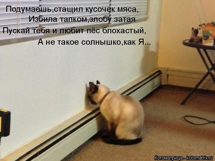Подумаешь,стащил кусочек мяса, Избила тапком,злобу затая Пускай тебя и любит пёс блохастый, А не тако... Котоматрица: Подумаешь,стащил кусочек мяса, Избила тапком,злобу затая Пускай тебя и любит пёс блохастый, А не такое солнышко,как Я...