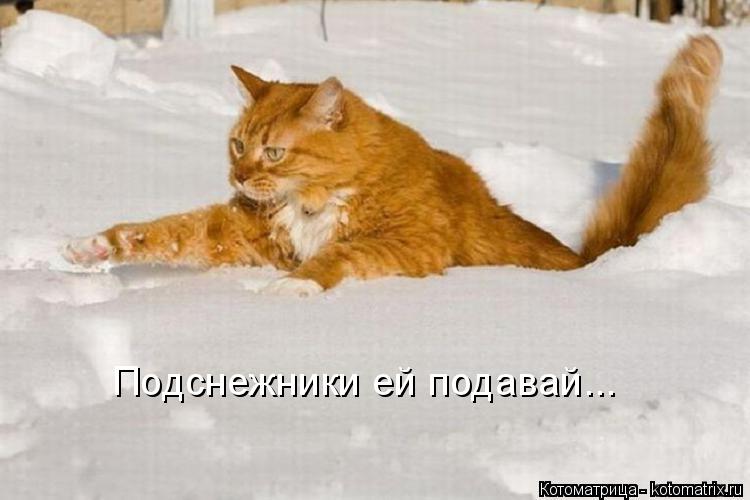 Подснежники ей подавай...... Котоматрица: Подснежники ей подавай...