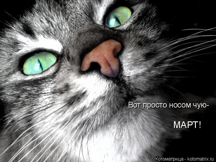 Вот просто носом чую- МАРТ!... Котоматрица: Вот просто носом чую- МАРТ!