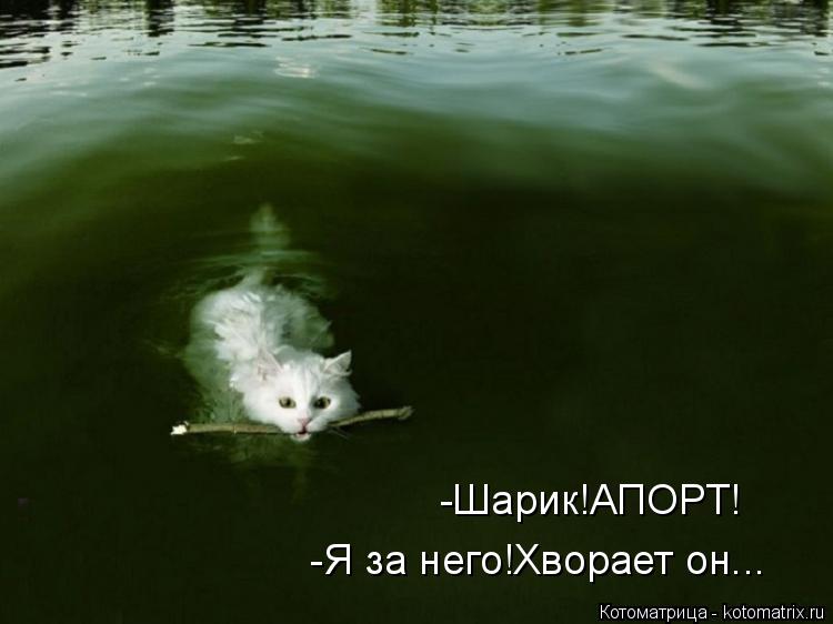 -Шарик!АПОРТ! -Я за него!Хворает он...... Котоматрица: -Шарик!АПОРТ! -Я за него!Хворает он...