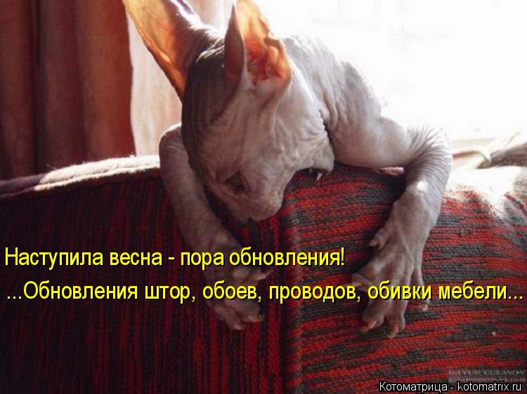 Наступила весна - пора обновления! ...Обновления штор, обоев, проводов, обивки мебели...... Котоматрица: Наступила весна - пора обновления! ...Обновления штор, обоев, проводов, обивки мебели...