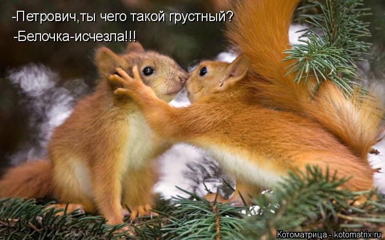 -Петрович,ты чего такой грустный? -Белочка-исчезла!!!... Котоматрица: -Петрович,ты чего такой грустный? -Белочка-исчезла!!!