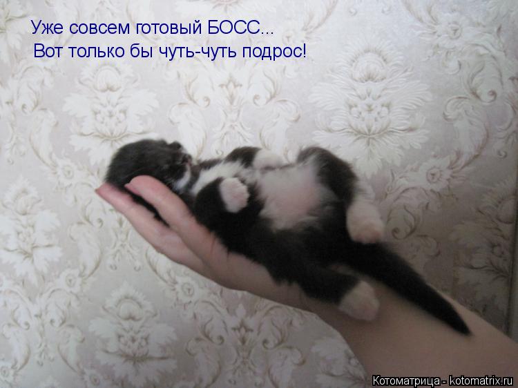 Уже совсем готовый БОСС... Вот только бы чуть-чуть подрос!... Котоматрица: Уже совсем готовый БОСС... Вот только бы чуть-чуть подрос!