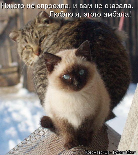 Никого не спросила, и вам не сказала. Люблю я, этого амбала!... Котоматрица: Никого не спросила, и вам не сказала. Люблю я, этого амбала!