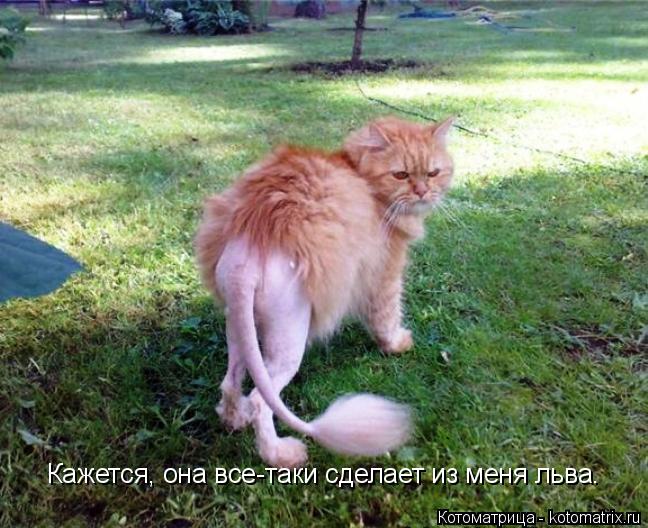 Кажется, она все-таки сделает из меня льва.... Котоматрица: Кажется, она все-таки сделает из меня льва.