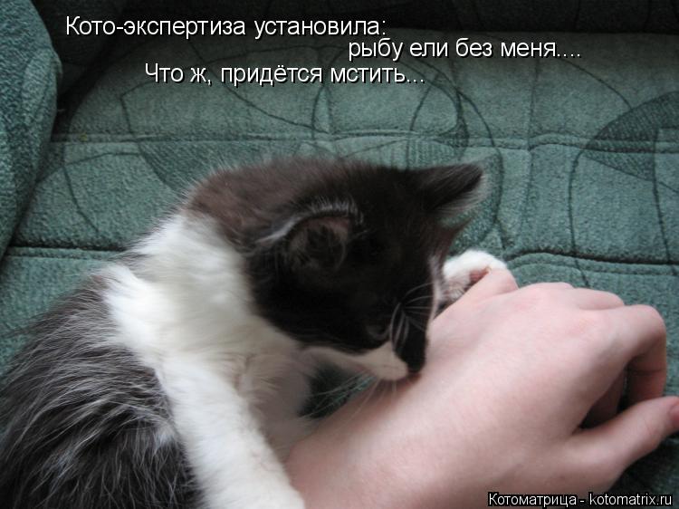 Кото-экспертиза установила: рыбу ели без меня.... Что ж, придётся мстить...... Котоматрица: Кото-экспертиза установила: рыбу ели без меня.... Что ж, придётся мстить...