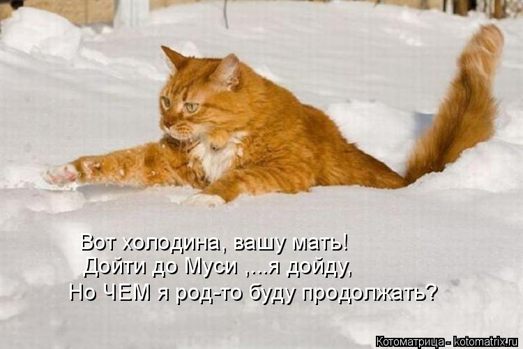 Вот холодина, вашу мать! Дойти до Муси ,...я дойду, Но ЧЕМ я род-то буду продолжать?... Котоматрица: Вот холодина, вашу мать! Дойти до Муси ,...я дойду, Но ЧЕМ я род-то буду продолжать?