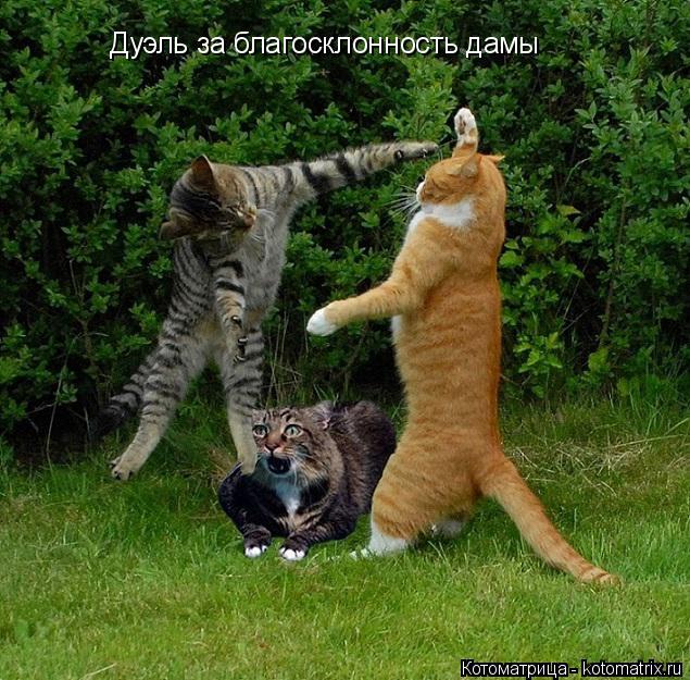 Дуэль за благосклонность дамы... Котоматрица: Дуэль за благосклонность дамы