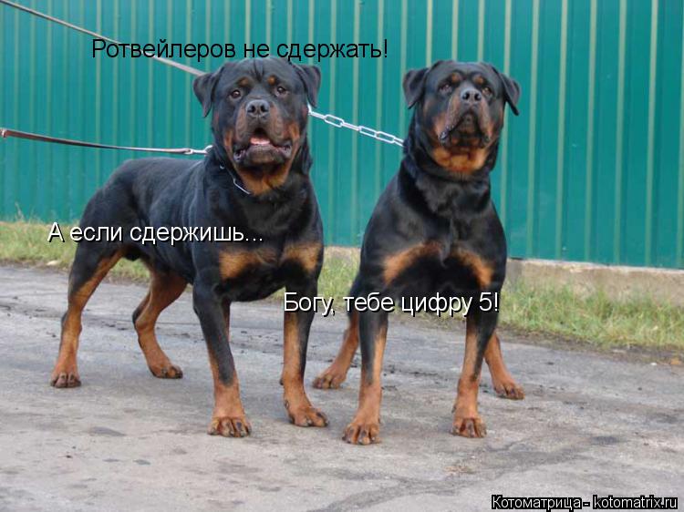 Ротвейлеров не сдержать! А если сдержишь... Богу, тебе цифру 5!... Котоматрица: Ротвейлеров не сдержать! А если сдержишь... Богу, тебе цифру 5!