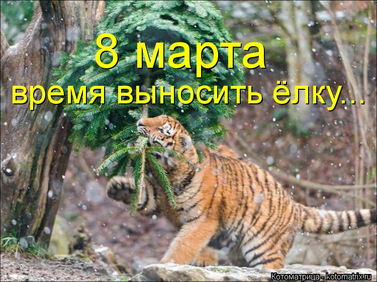 8 марта время выносить ёлку...... Котоматрица: 8 марта время выносить ёлку...