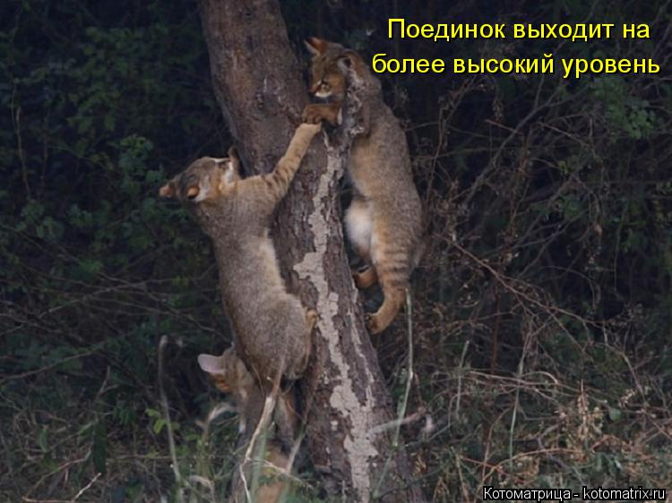 Поединок выходит на более высокий уровень... Котоматрица: Поединок выходит на более высокий уровень