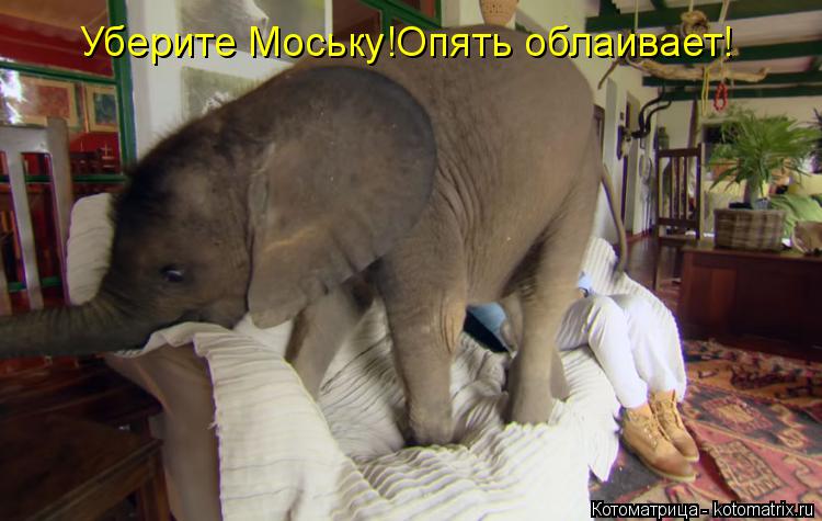 Уберите Моську!Опять облаивает!... Котоматрица: Уберите Моську!Опять облаивает!