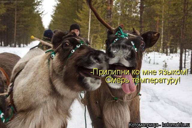 -Прилипни ко мне языком! Смерь температуру!... Котоматрица: -Прилипни ко мне языком! Смерь температуру!