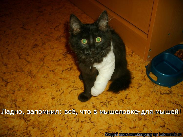 Ладно, запомнил: всё, что в мышеловке-для мышей!... Котоматрица: Ладно, запомнил: всё, что в мышеловке-для мышей!