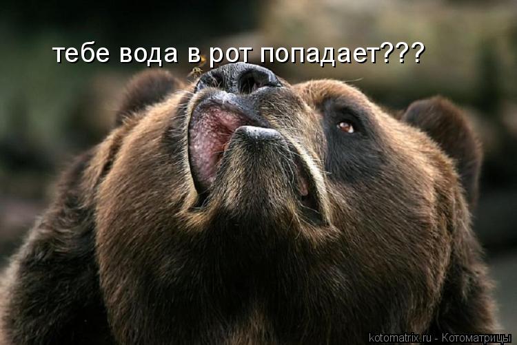 тебе вода в рот попадает???... Котоматрица: тебе вода в рот попадает???