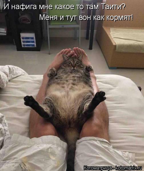 И нафига мне какое то там Таити? Меня и тут вон как кормят!... Котоматрица: И нафига мне какое то там Таити? Меня и тут вон как кормят!