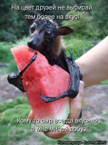 Котоматрица: а мне милей арбуз! тем более на вкус! На цвет друзей не выбирай, Кому то сыр всегда вкусней,