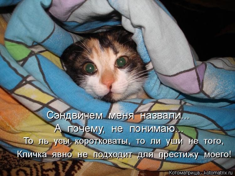 Сэндвичем меня назвали... А почему, не понимаю... То ль усы коротковаты, то ли уши не т... Котоматрица: Сэндвичем меня назвали... А почему, не понимаю... То ль усы коротковаты, то ли уши не того, Кличка явно не подходит для престижу мое