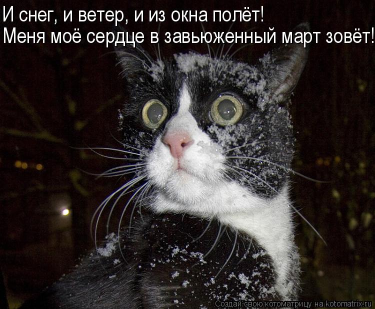 Меня моё сердце в завьюженный март зовёт! И снег, и ветер, и из окна полёт!... Котоматрица: Меня моё сердце в завьюженный март зовёт! И снег, и ветер, и из окна полёт!