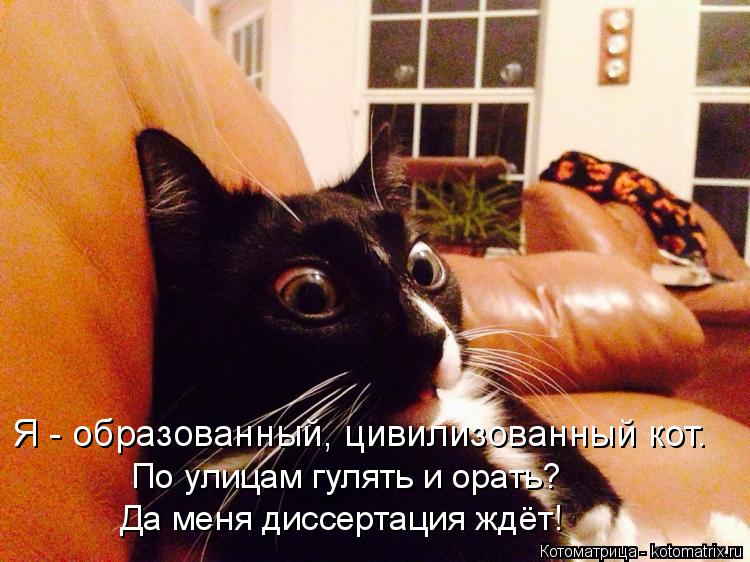 По улицам гулять и орать? Да меня диссертация ждёт! Я - образованный, цивилизованный кот.... Котоматрица: По улицам гулять и орать? Да меня диссертация ждёт! Я - образованный, цивилизованный кот.